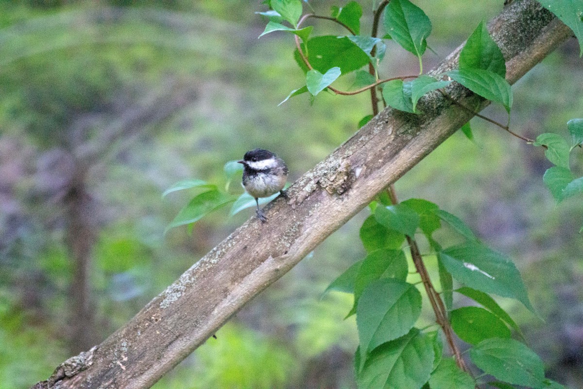 Black-capped Chickadee - ML641262512
