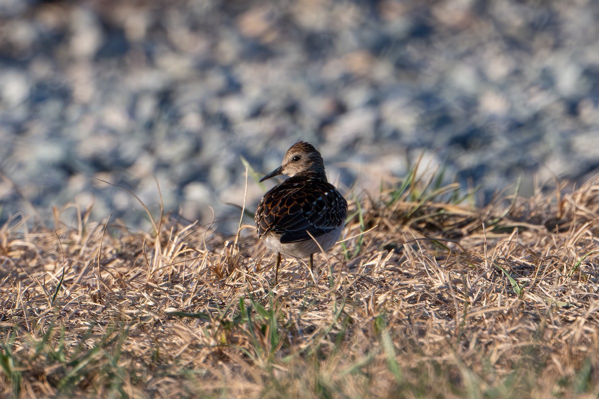 Least Sandpiper - ML641262523