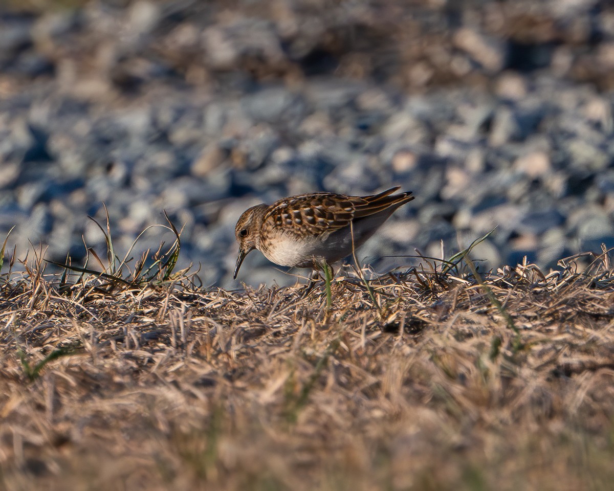 Least Sandpiper - ML641262527