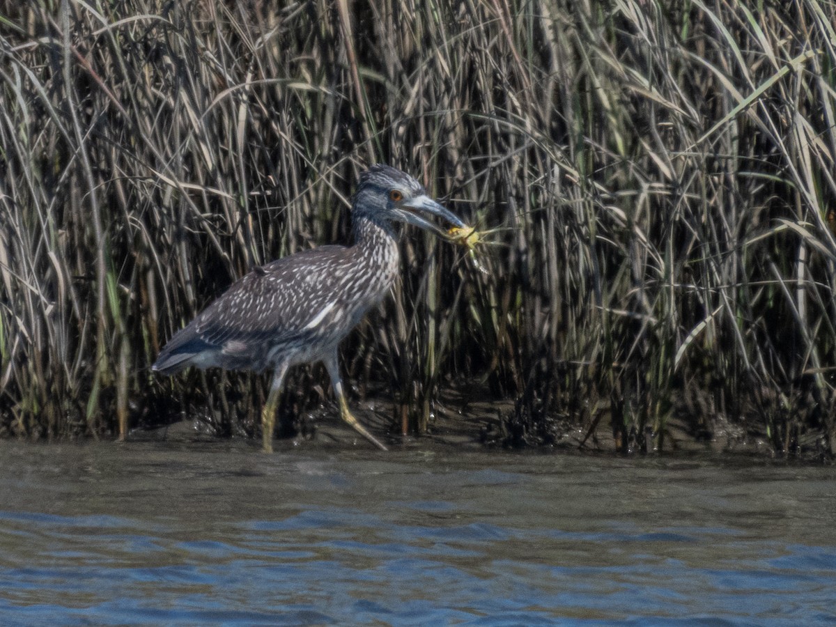 Yellow-crowned Night Heron - ML641262534