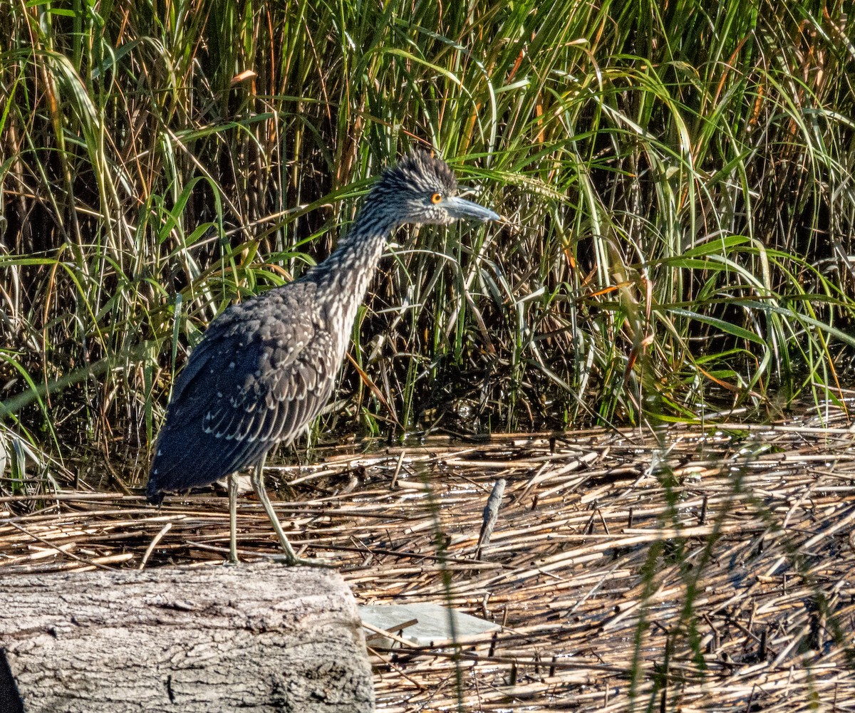 Yellow-crowned Night Heron - ML641262535