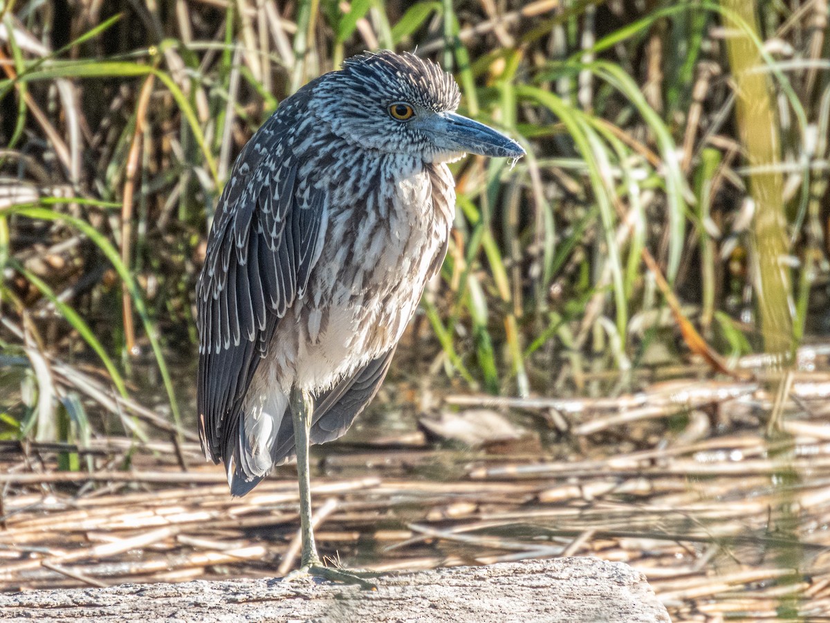 Yellow-crowned Night Heron - ML641262536