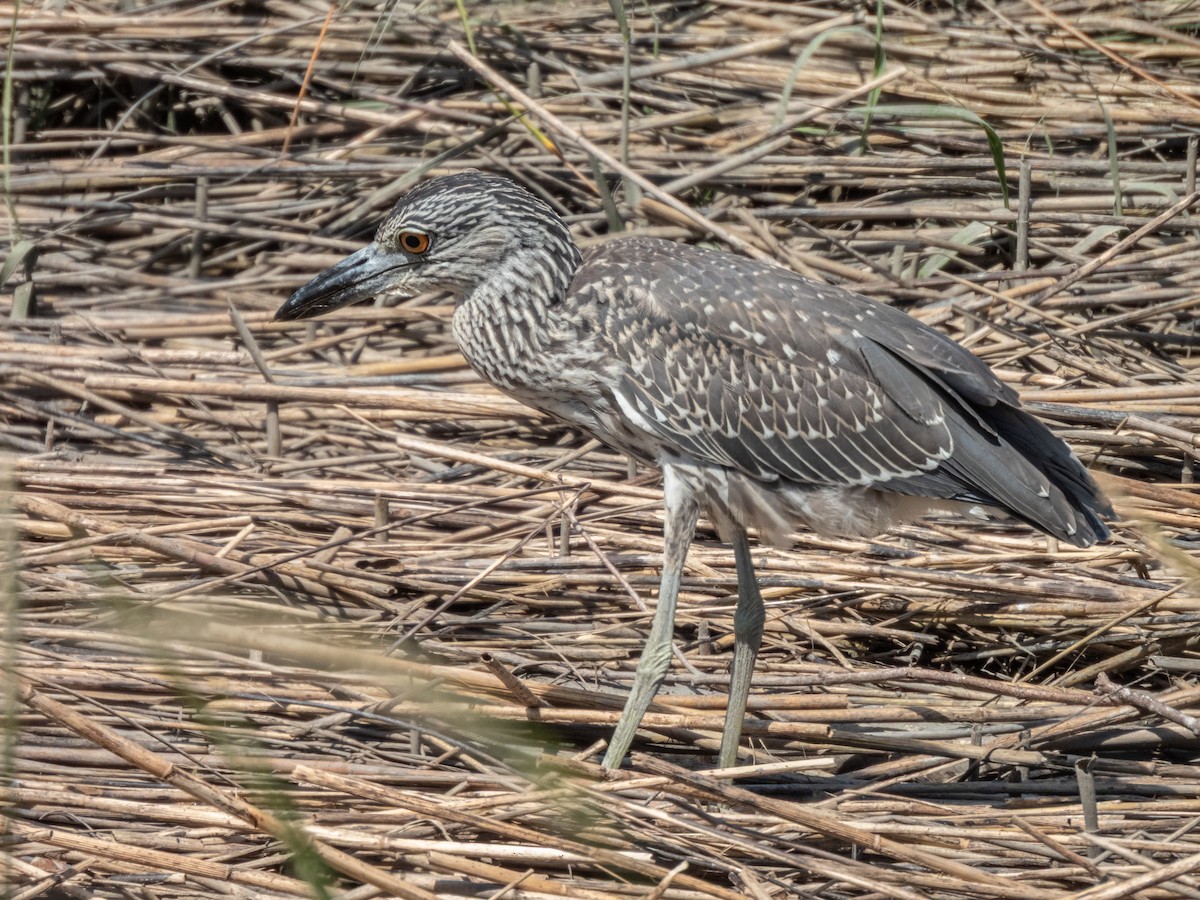 Yellow-crowned Night Heron - ML641262537