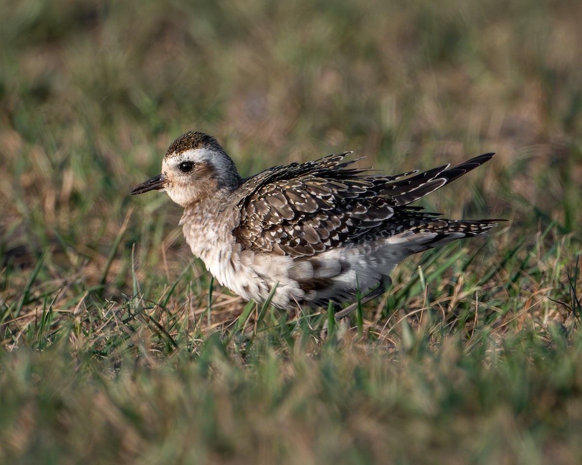 American Golden-Plover - ML641262538