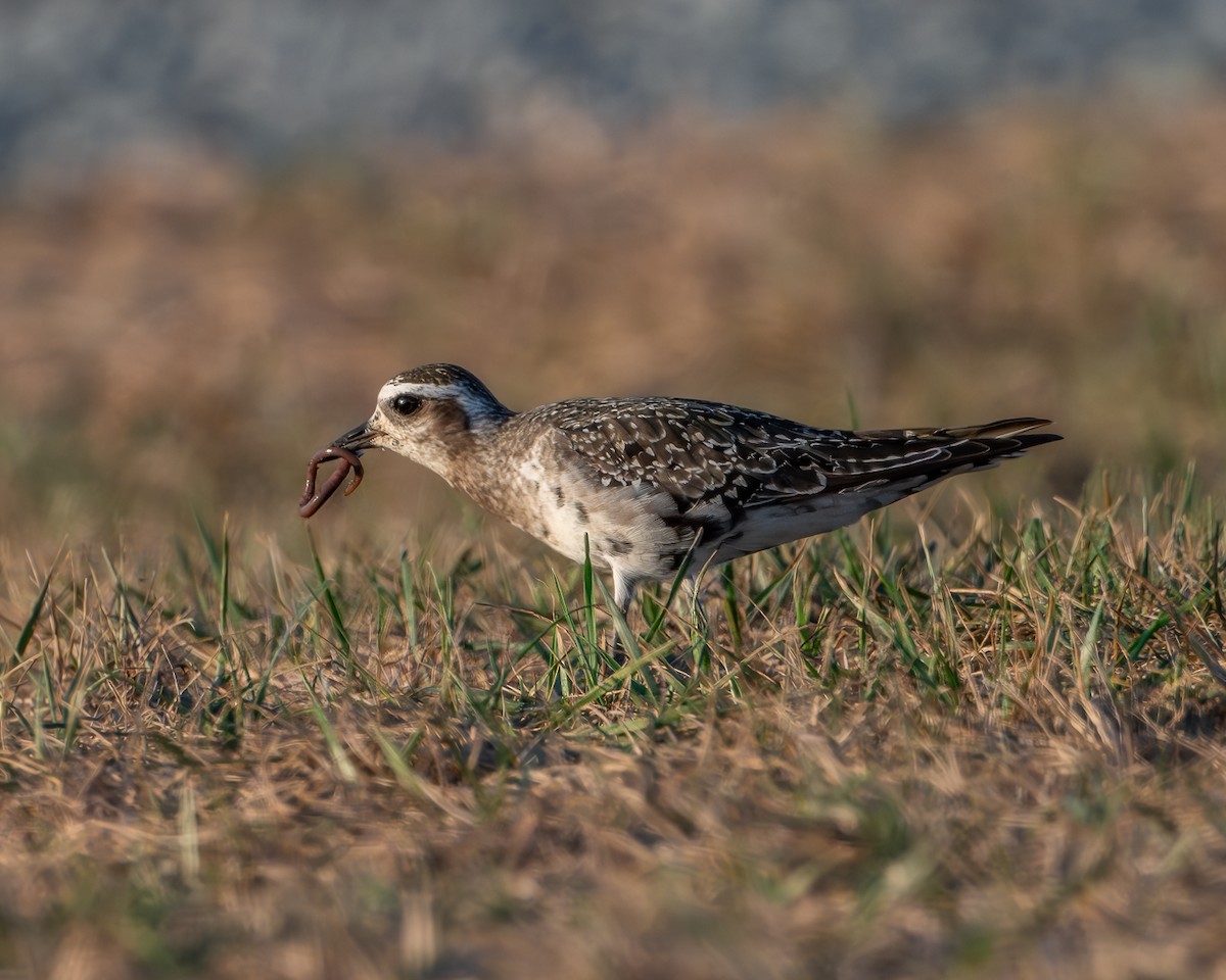 American Golden-Plover - ML641262551