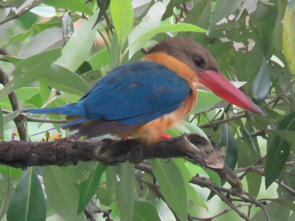 Stork-billed Kingfisher - ML641262552