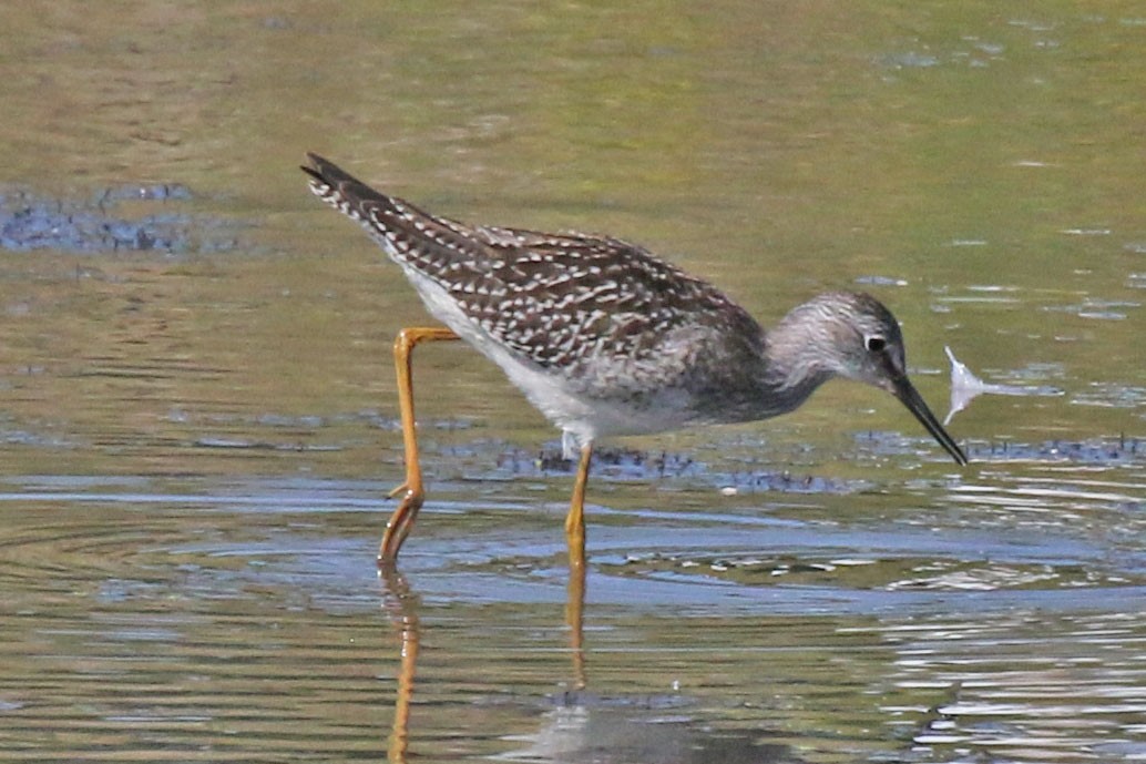 Lesser Yellowlegs - ML641262573
