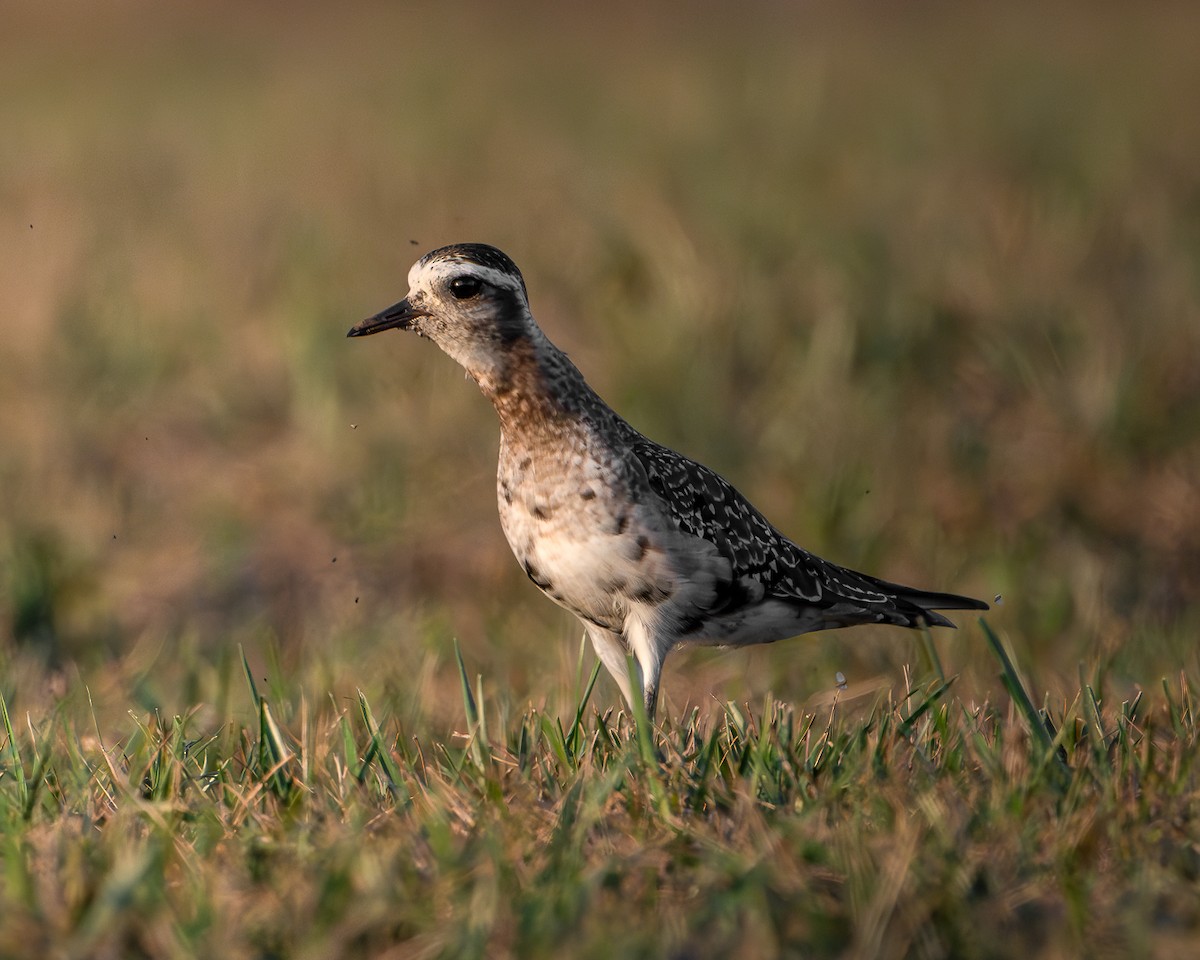 American Golden-Plover - ML641262574