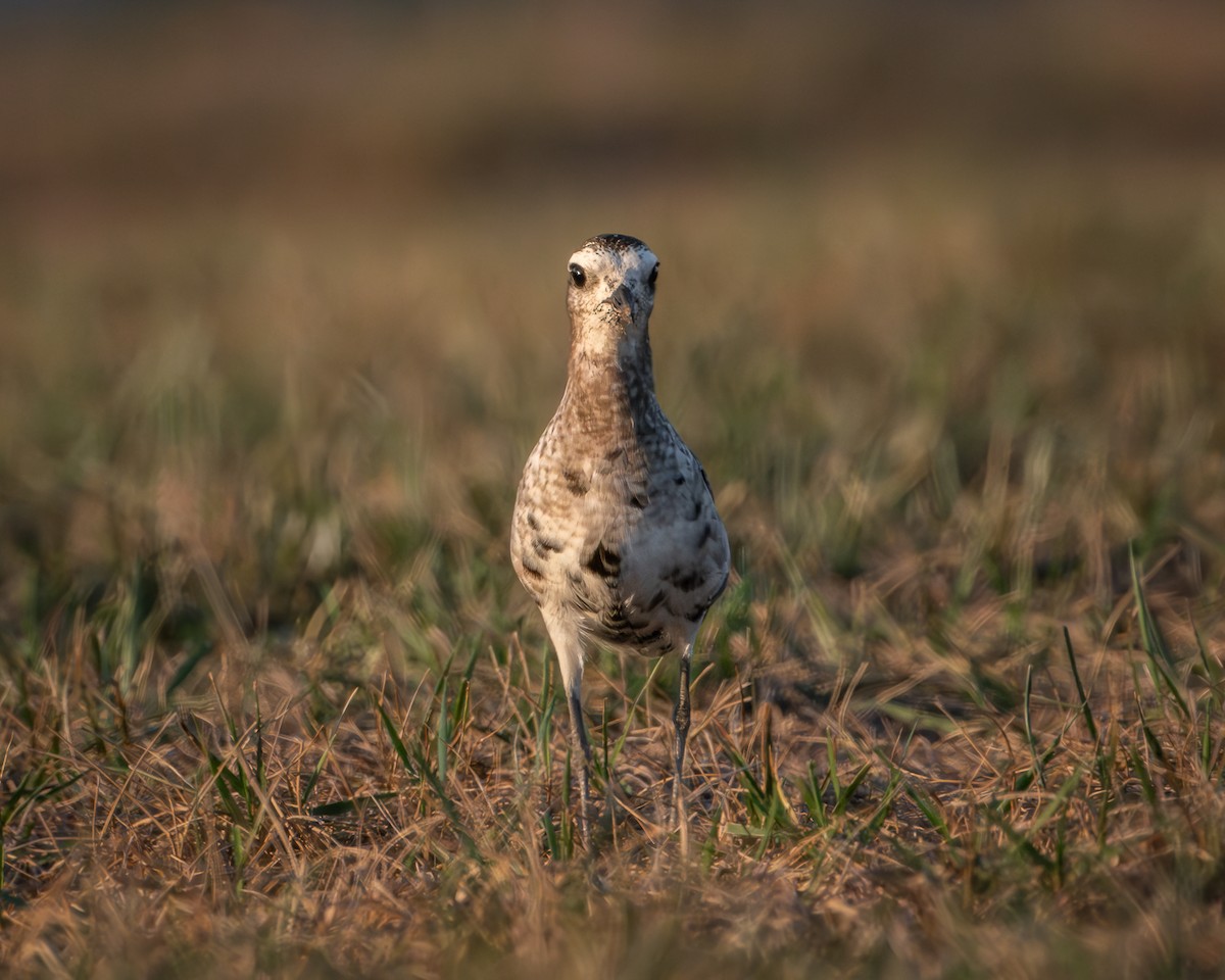 American Golden-Plover - ML641262585