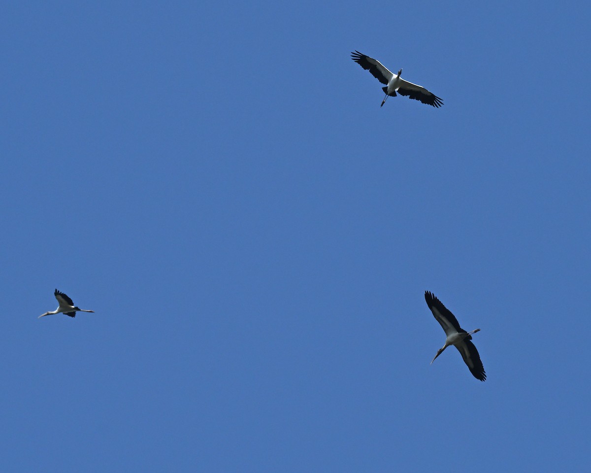 Wood Stork - ML641262588
