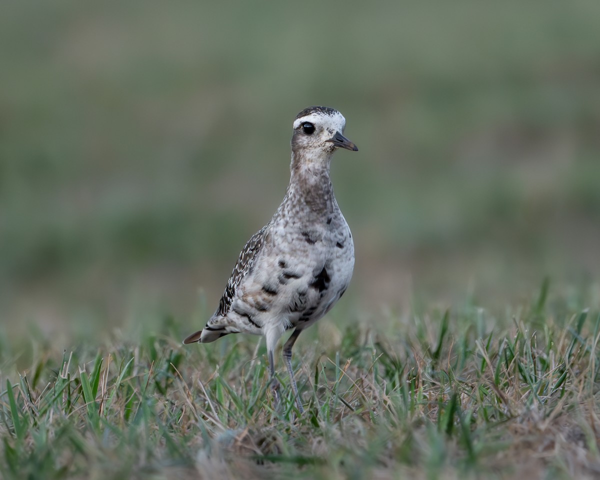 American Golden-Plover - ML641262590