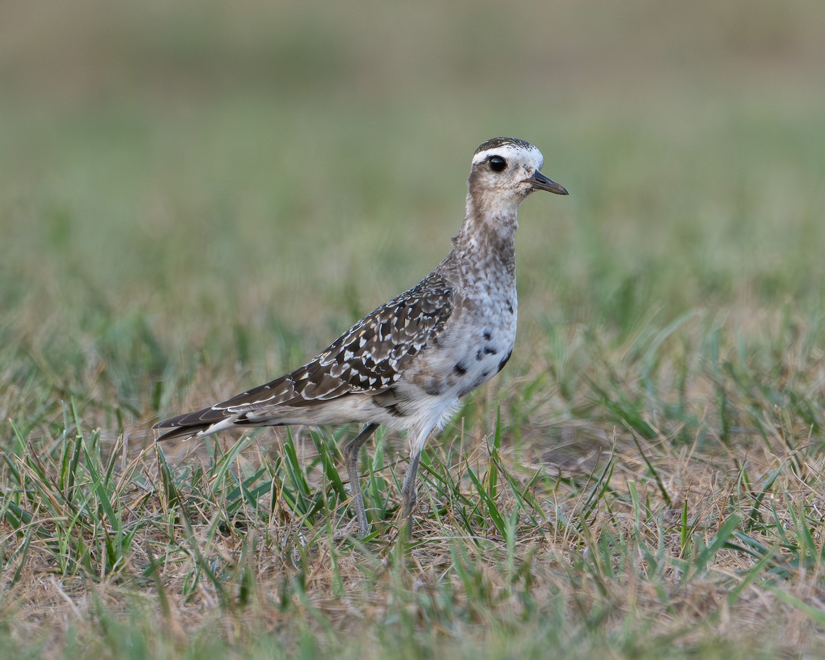 American Golden-Plover - ML641262591
