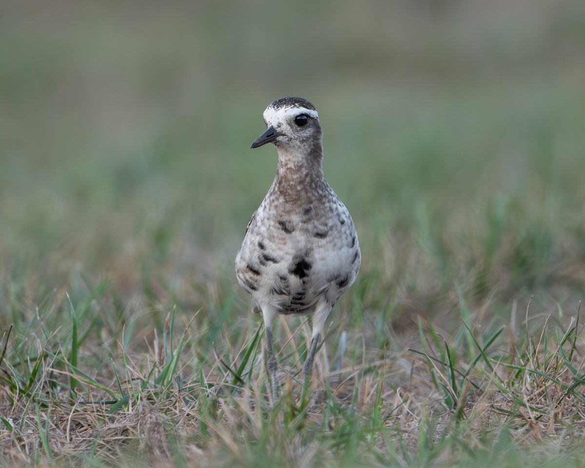 American Golden-Plover - ML641262592