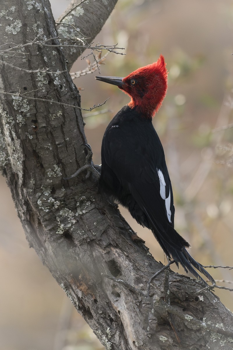 Magellanic Woodpecker - ML641262616