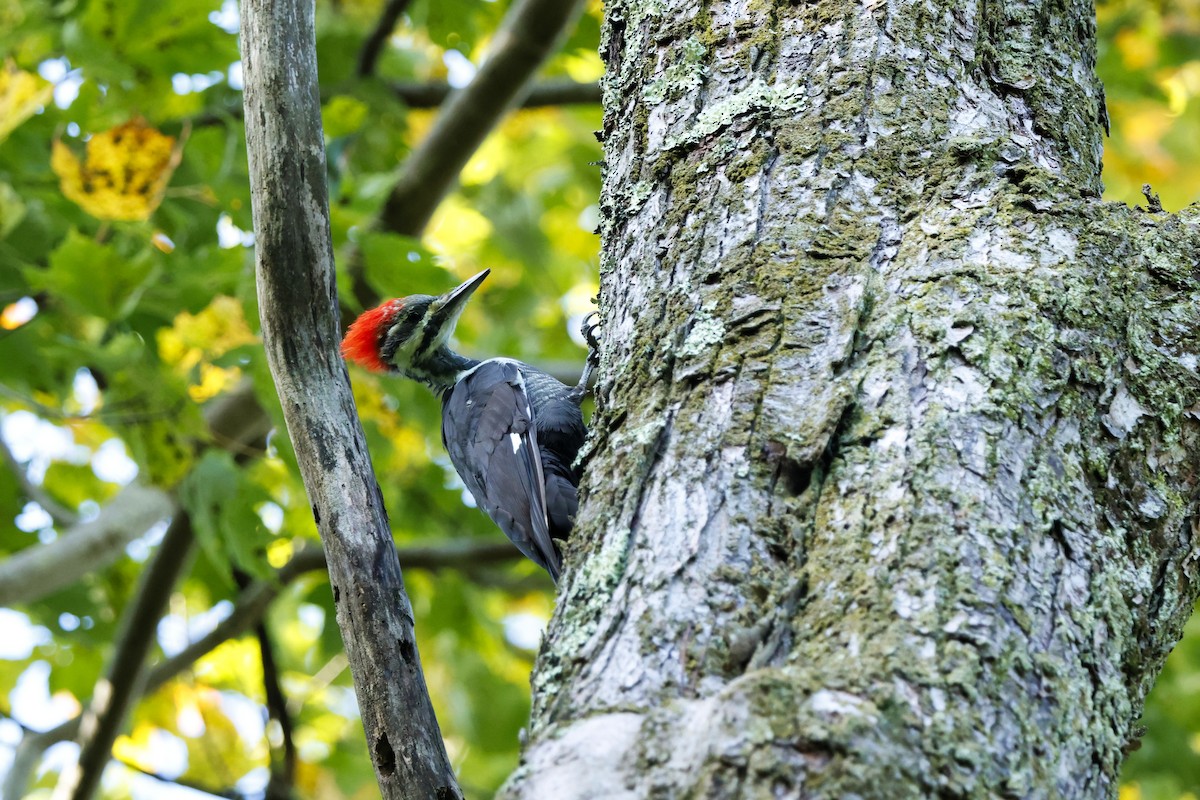 Pileated Woodpecker - ML641262620
