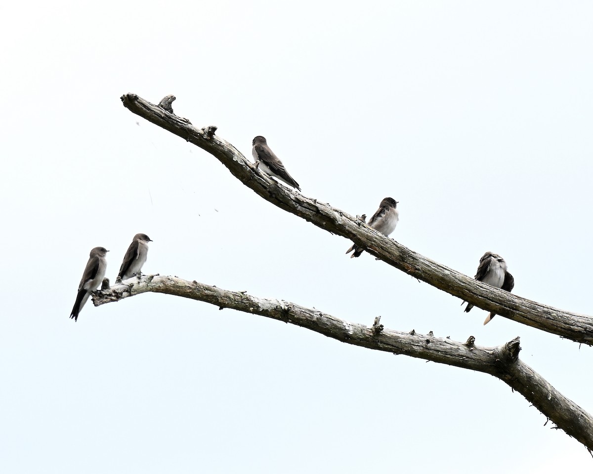 Northern Rough-winged Swallow - ML641262653