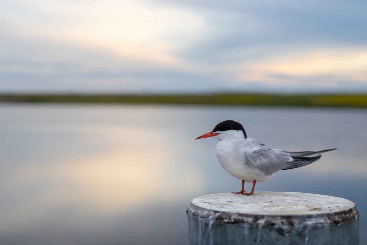 Common Tern - ML641262659