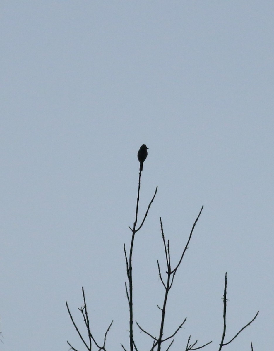 Olive-sided Flycatcher - ML641262712