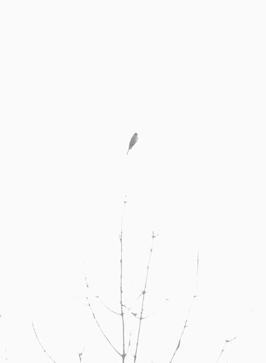 Olive-sided Flycatcher - ML641262718