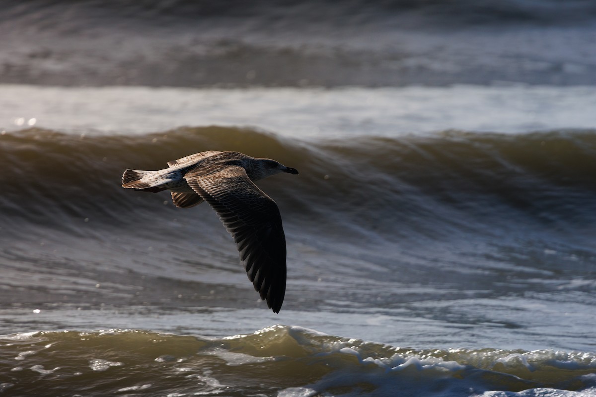 Great Black-backed Gull - ML641262744