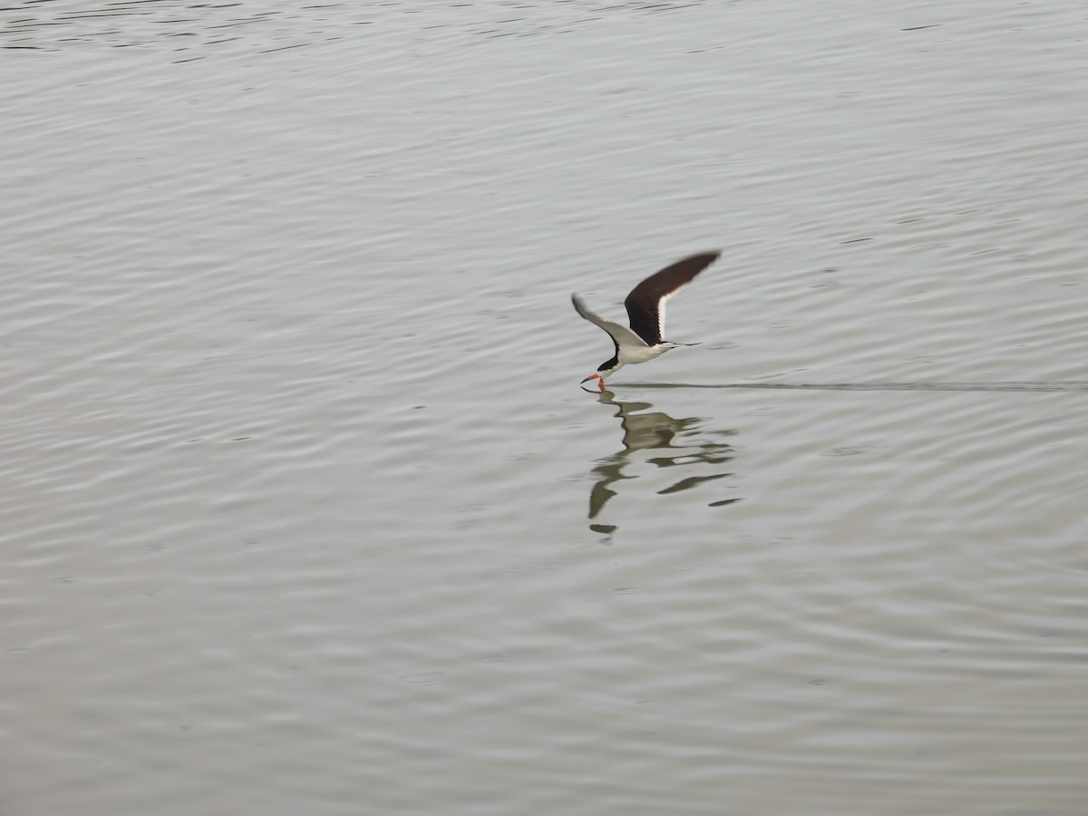 Black Skimmer - ML641262748