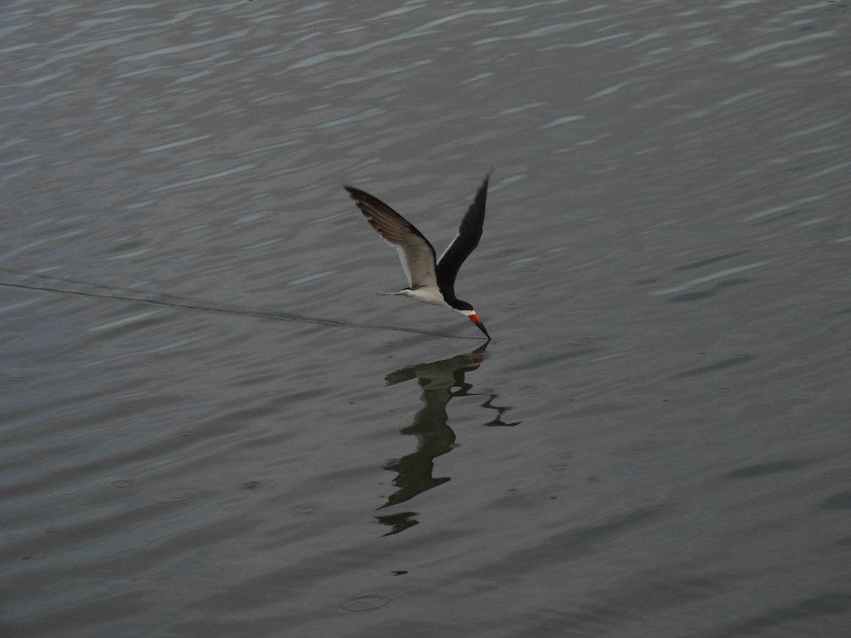 Black Skimmer - ML641262750