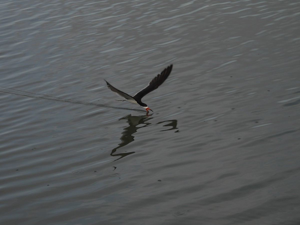 Black Skimmer - ML641262751