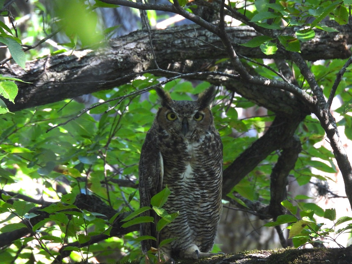 Great Horned Owl - ML641262797
