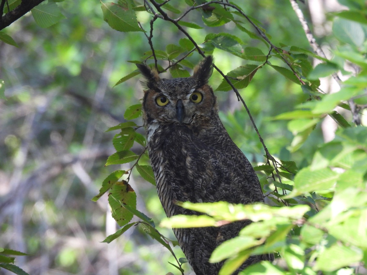 Great Horned Owl - ML641262798