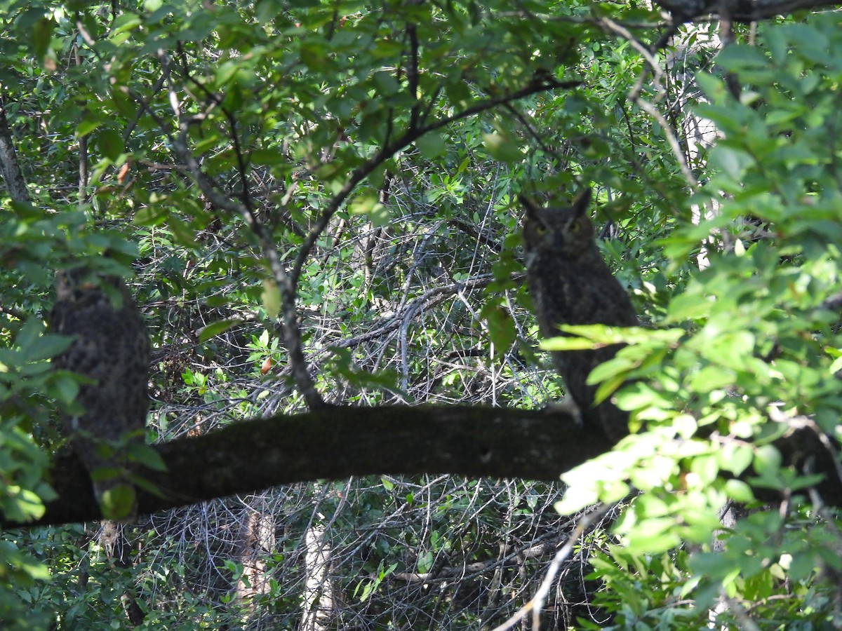 Great Horned Owl - ML641262799