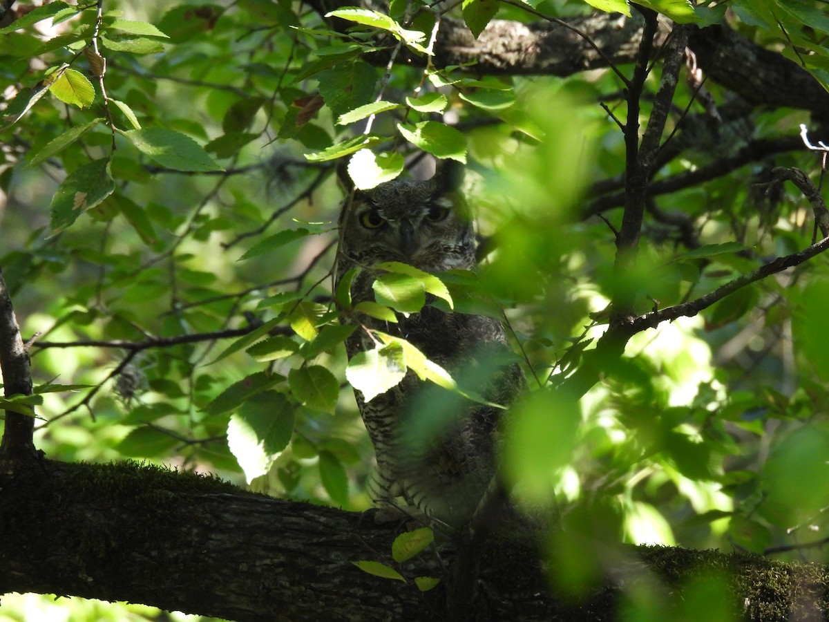 Great Horned Owl - ML641262800