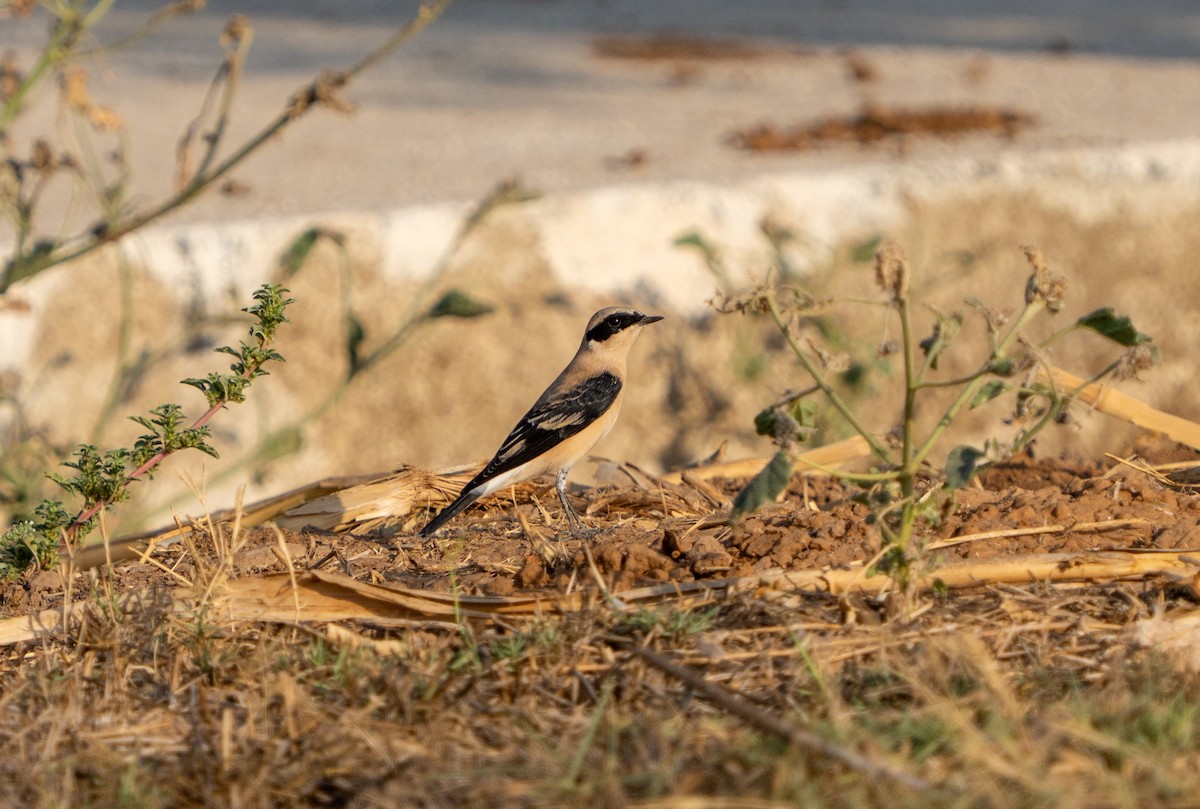Eastern Black-eared Wheatear - ML641262821