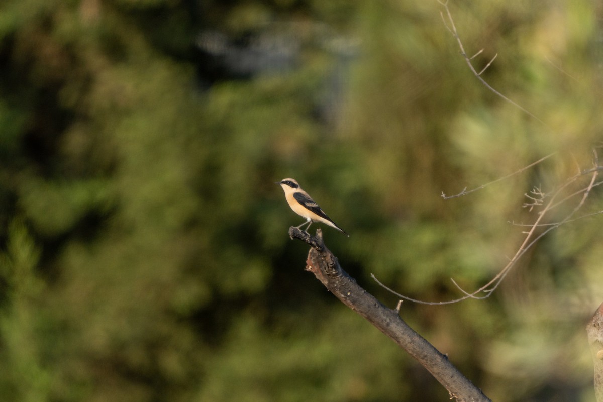 Eastern Black-eared Wheatear - ML641262822