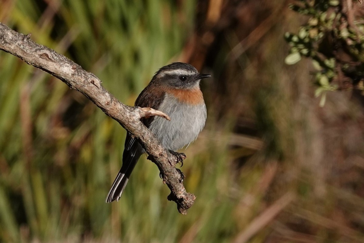 Rufous-breasted Chat-Tyrant - ML641262874