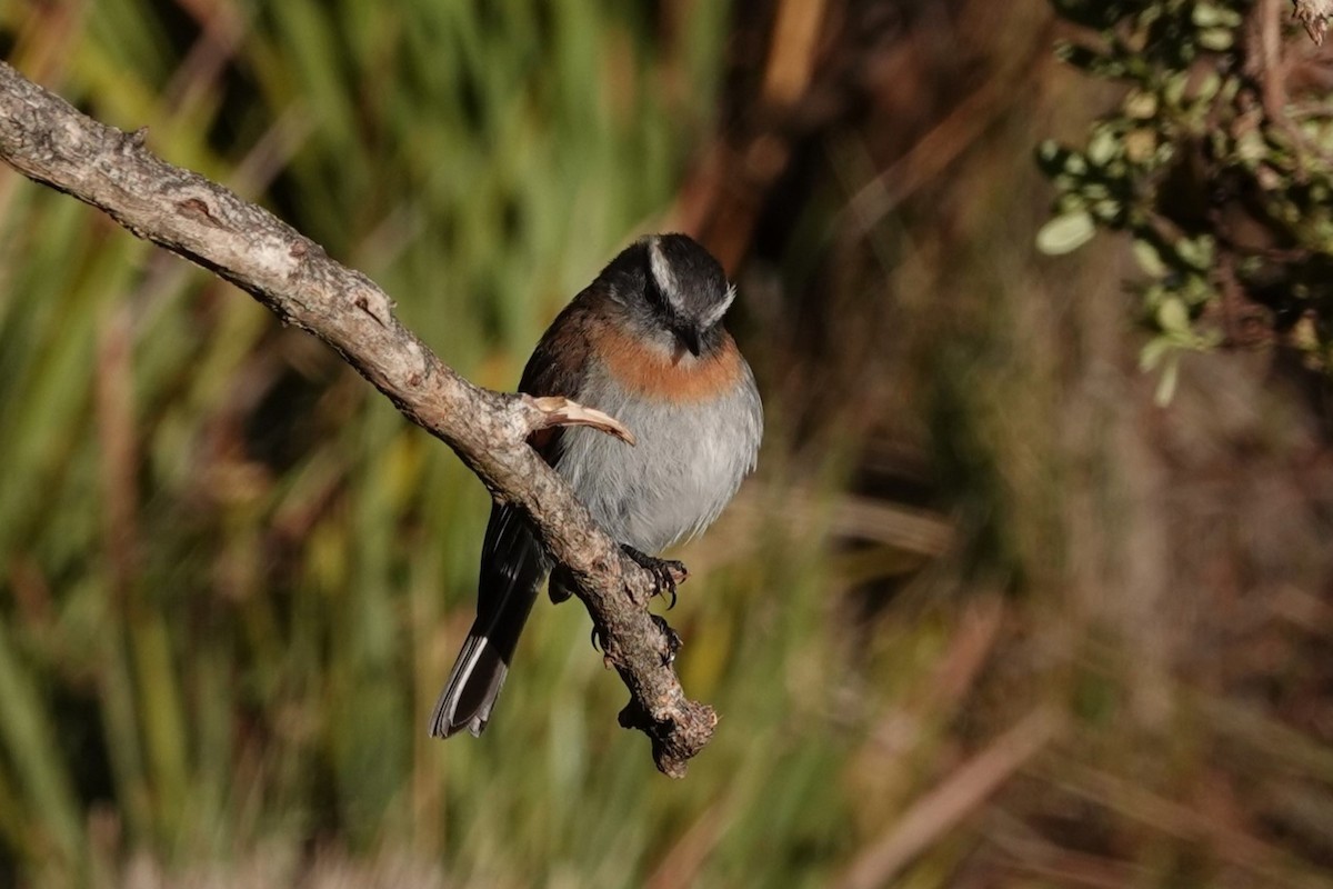 Rufous-breasted Chat-Tyrant - ML641262875