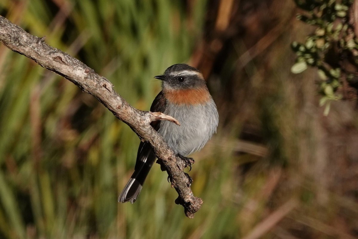 Rufous-breasted Chat-Tyrant - ML641262876