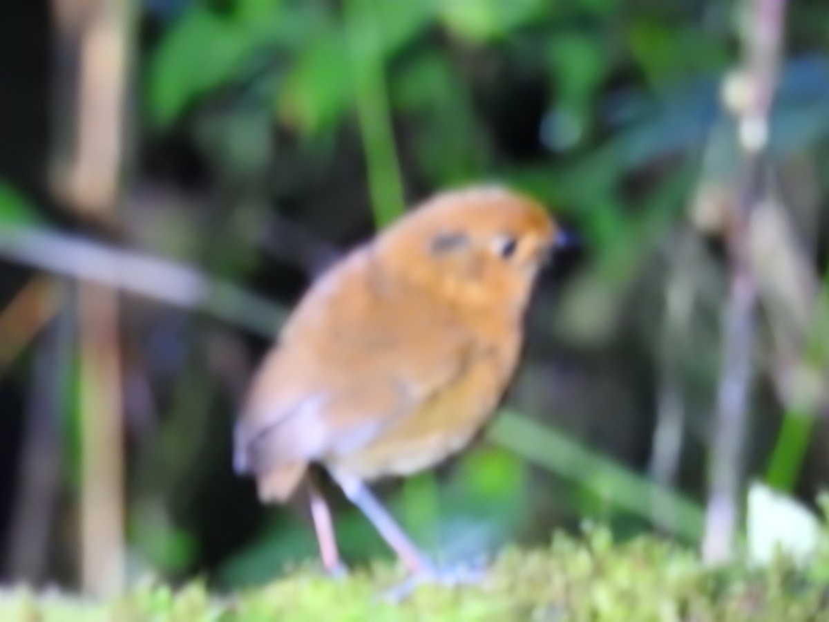 Chestnut Antpitta - ML641262900