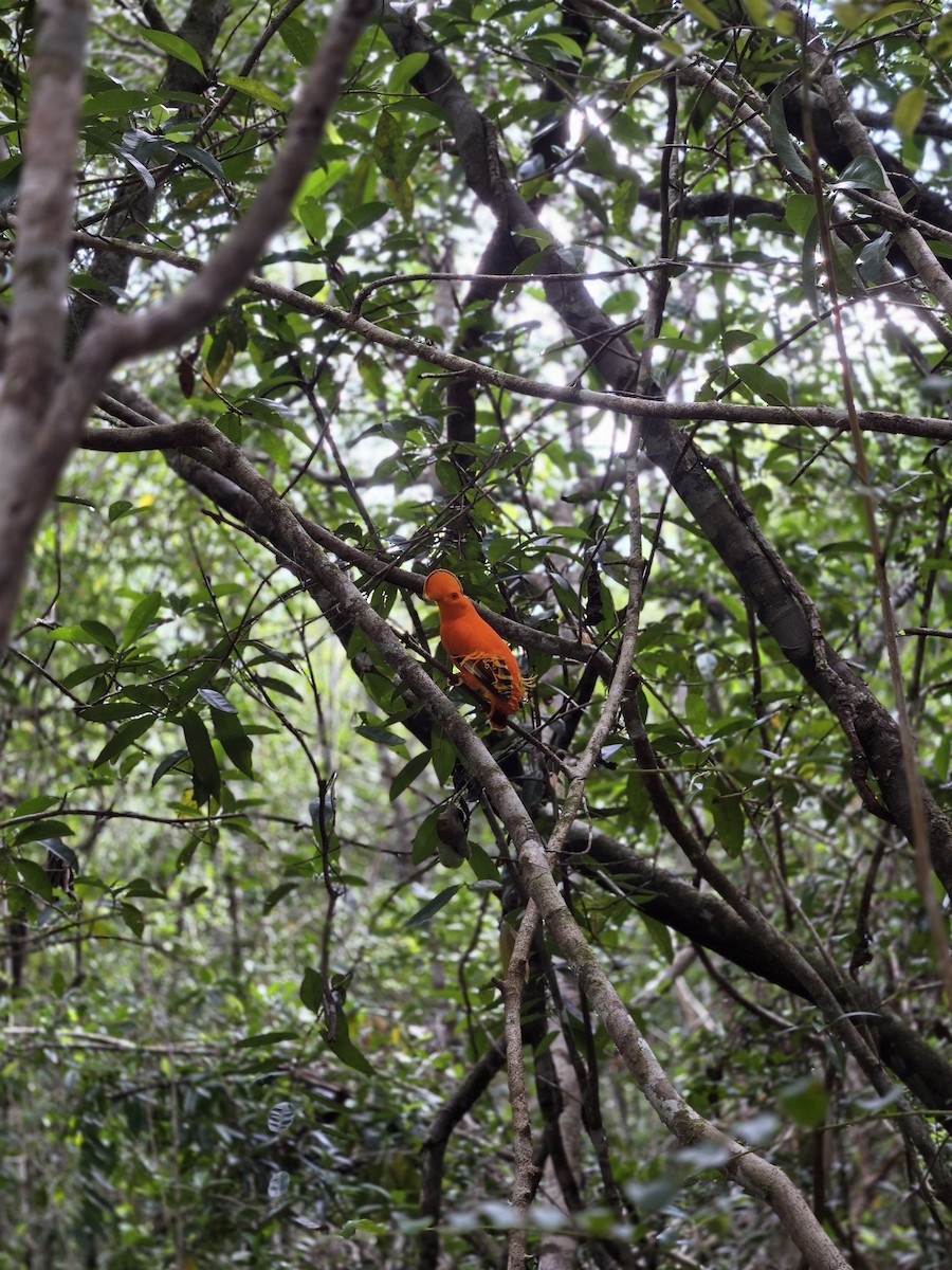 Guianan Cock-of-the-rock - ML641262908