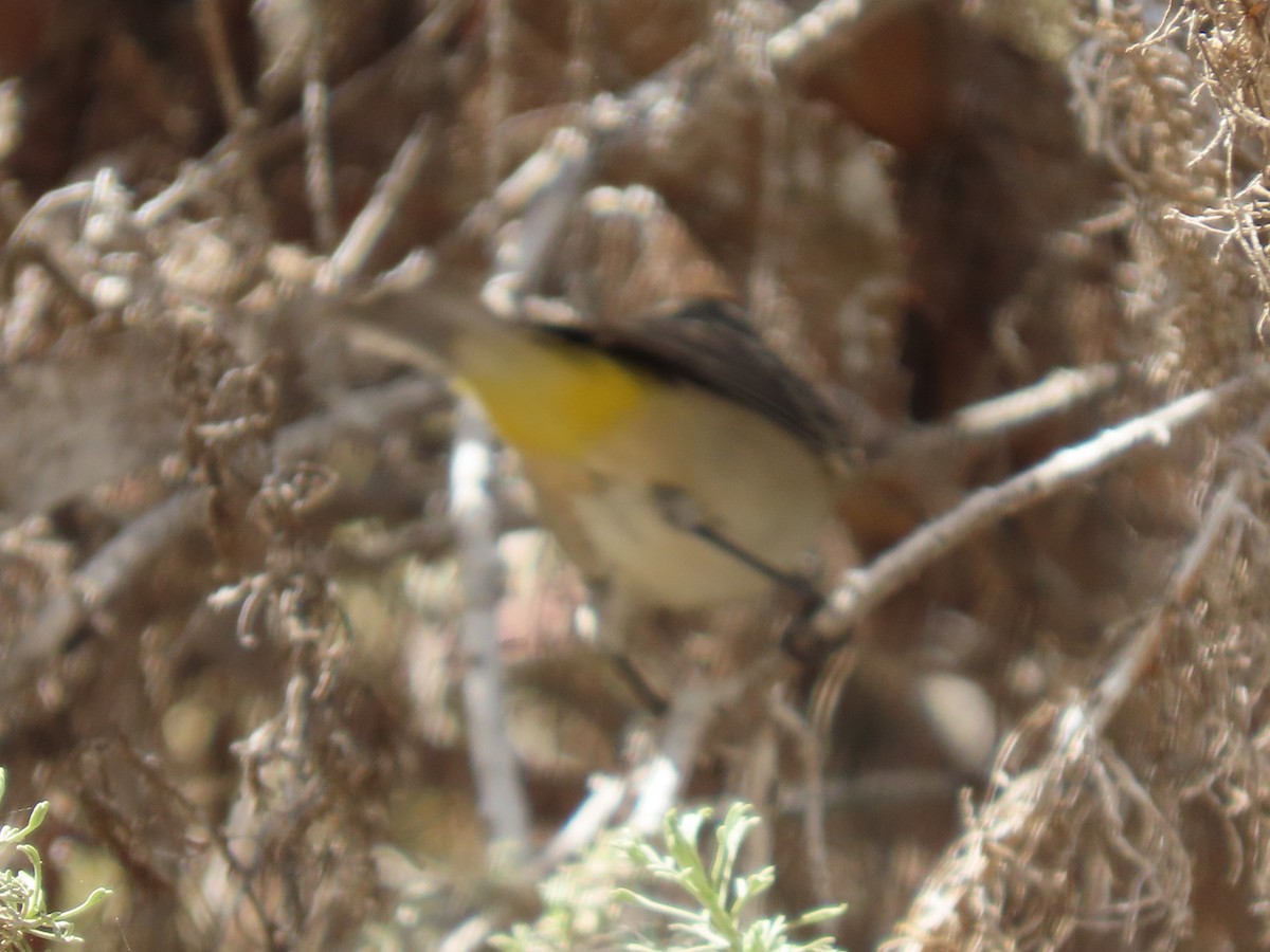 Virginia's Warbler - ML641262922
