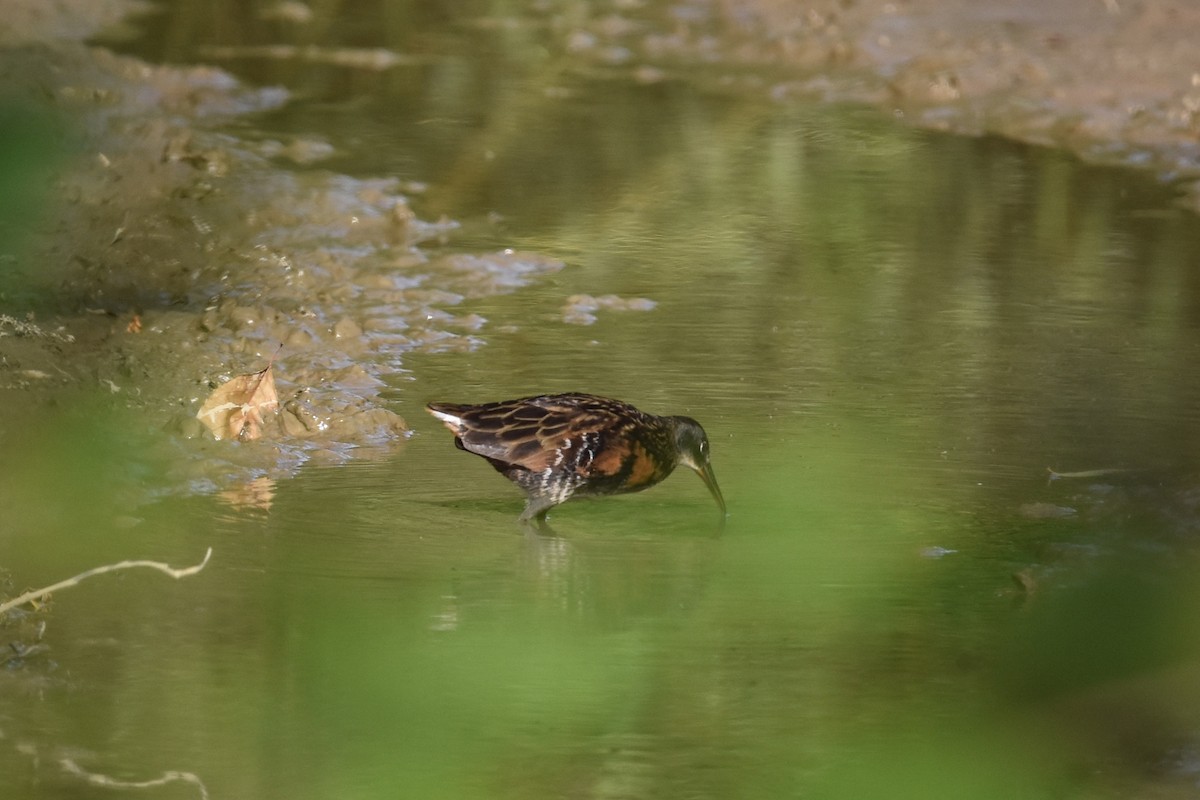 Virginia Rail - ML641262930