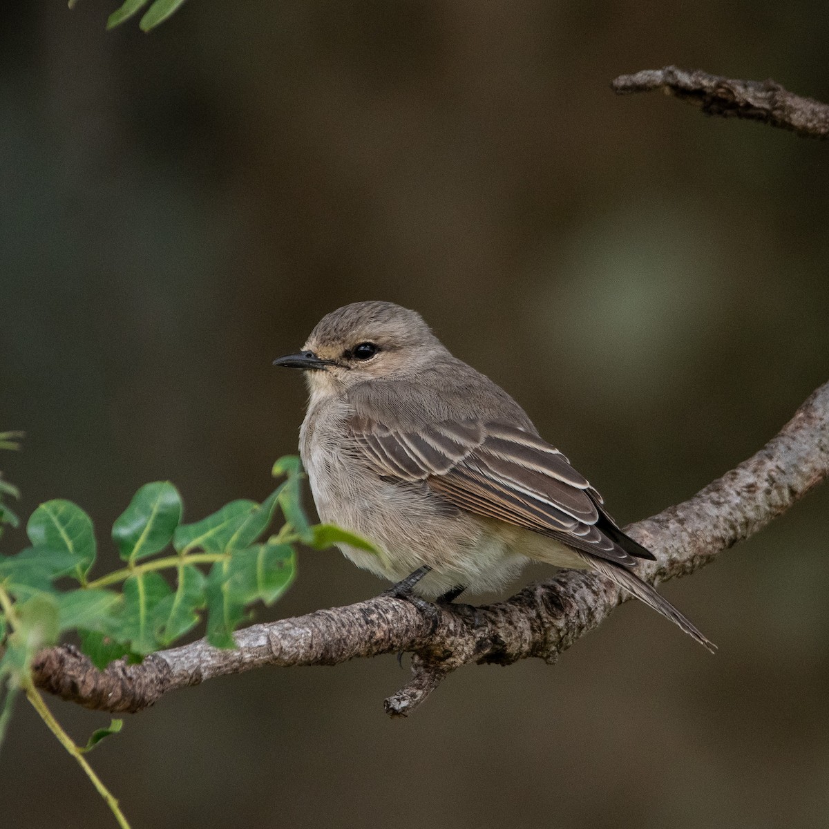 African Gray Flycatcher - ML641262961