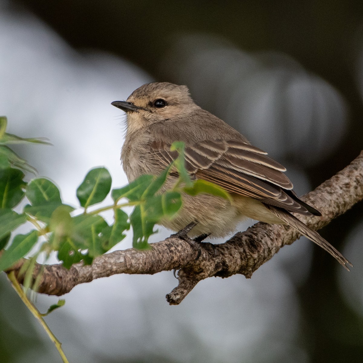 African Gray Flycatcher - ML641262962