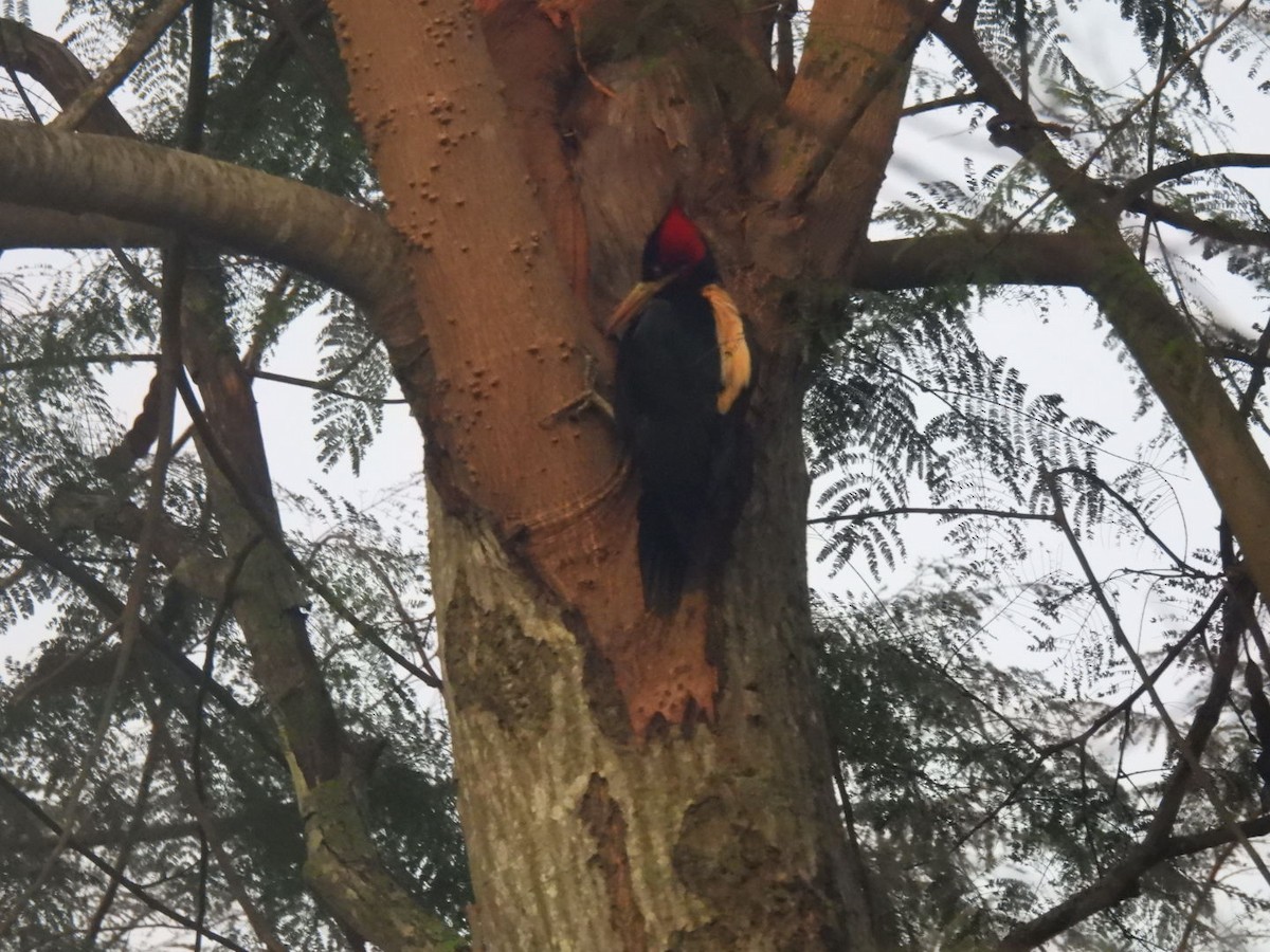 Cream-backed Woodpecker - ML641262975