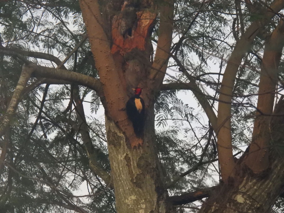 Cream-backed Woodpecker - ML641262976