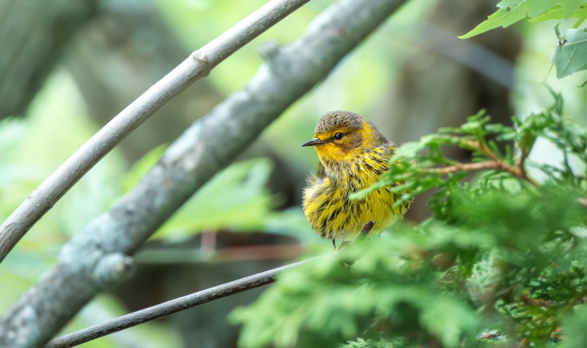 Cape May Warbler - ML641262996