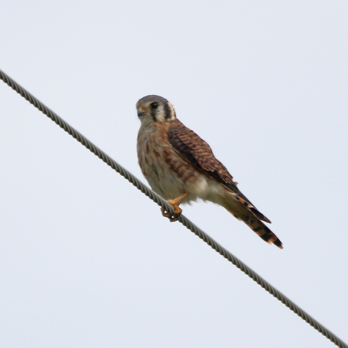 American Kestrel - ML641263002