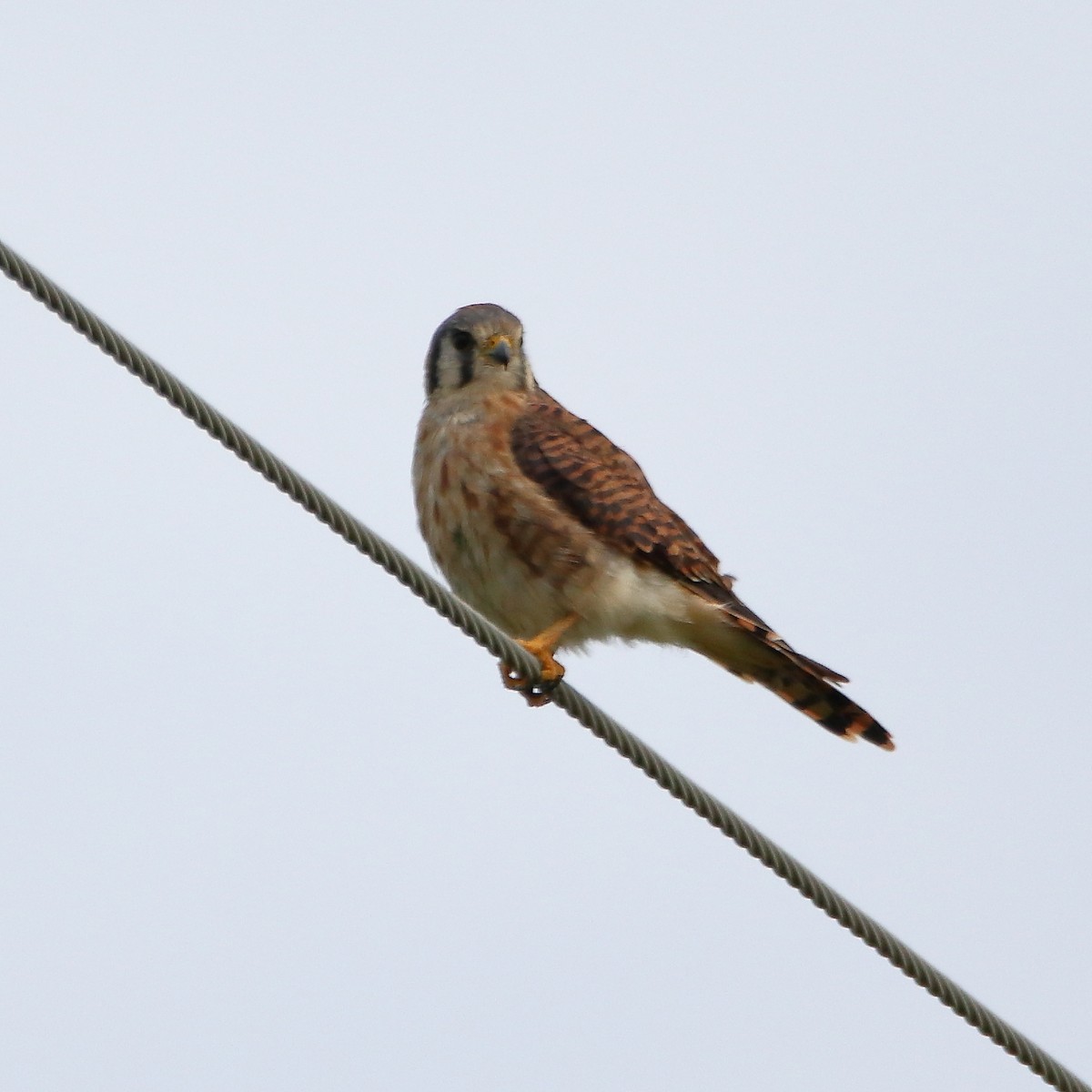 American Kestrel - ML641263003