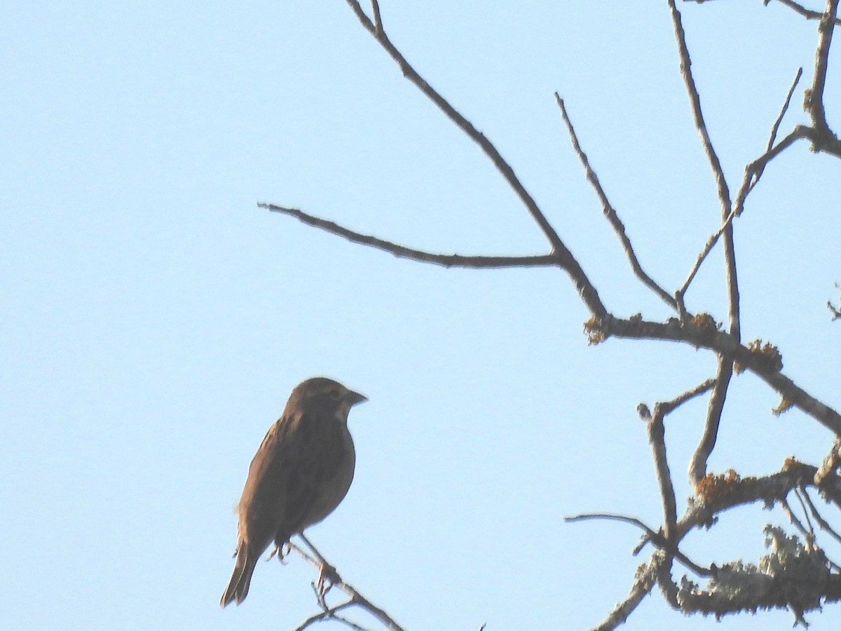 Dickcissel - ML641263015