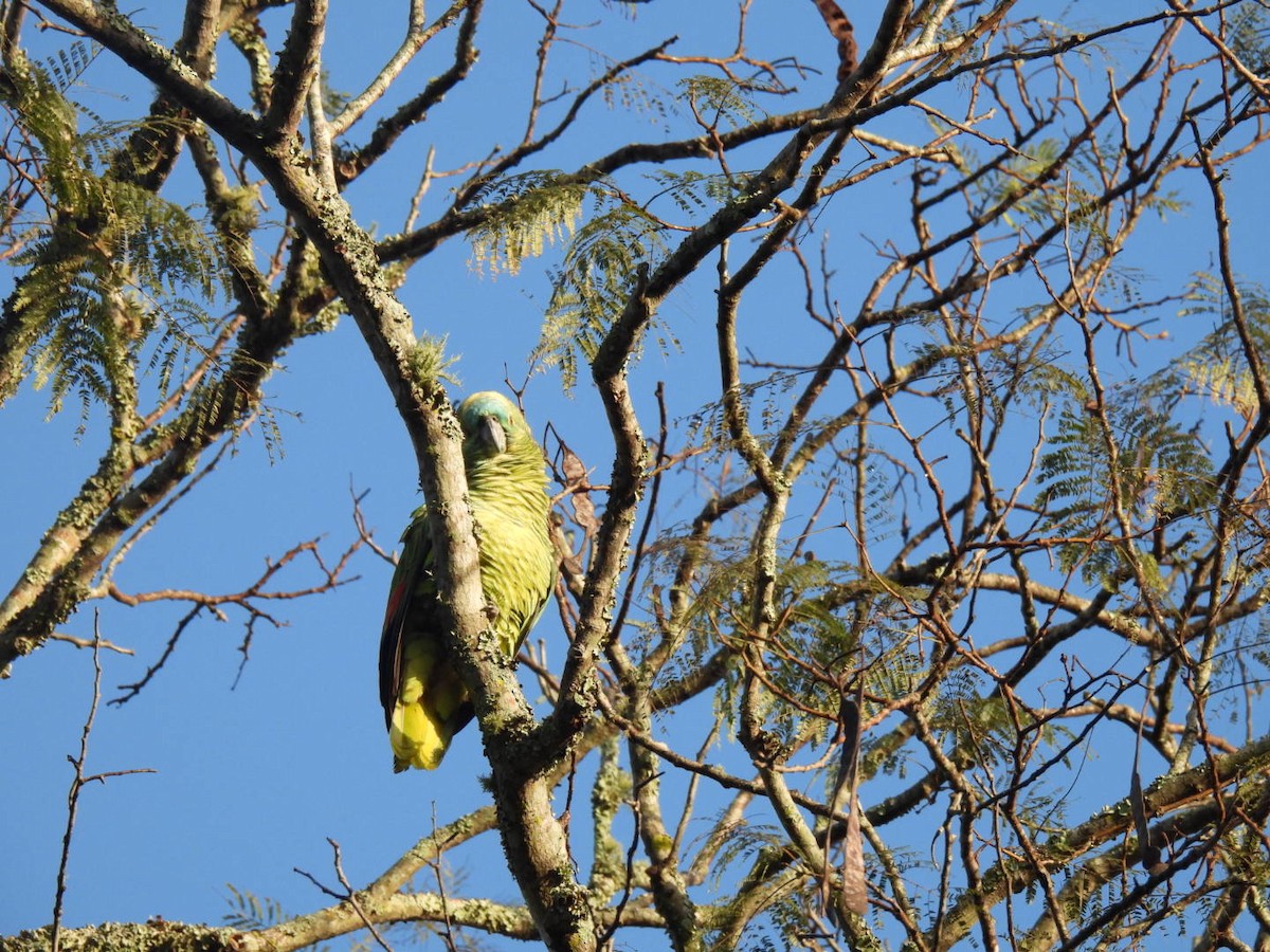 Turquoise-fronted Amazon - ML641263016