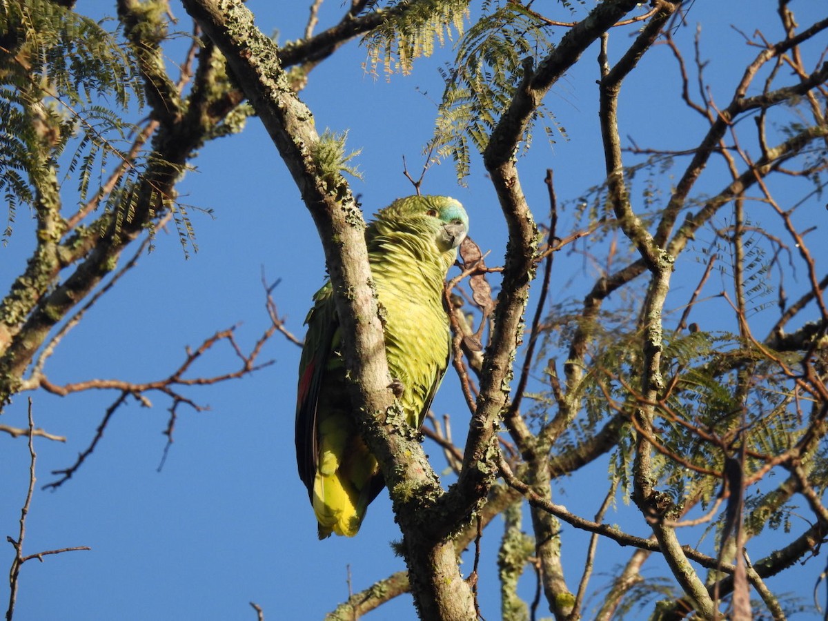 Turquoise-fronted Amazon - ML641263017